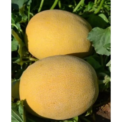 Афродита F1 - семена дыни, 1000сем., Libra Seeds